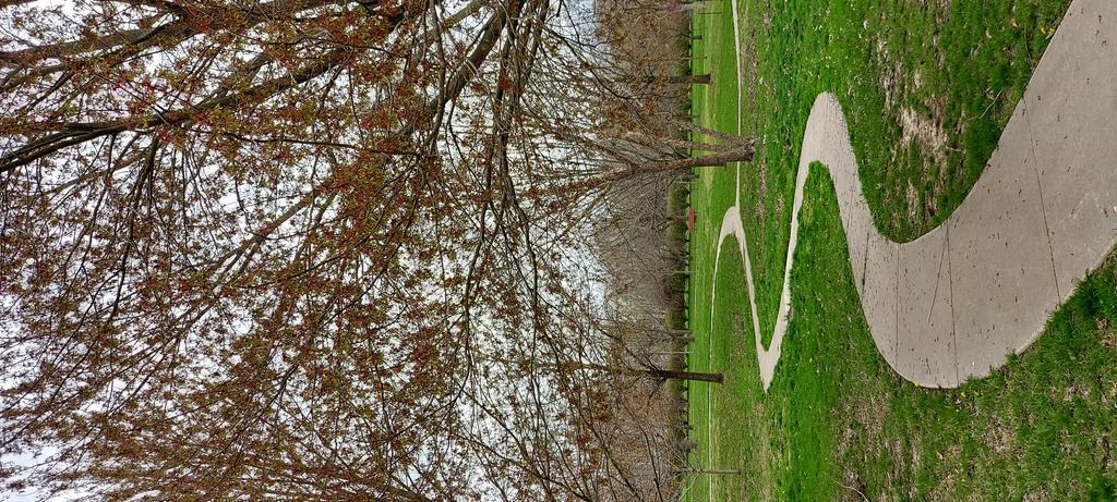 Blooming trees with sidewalk